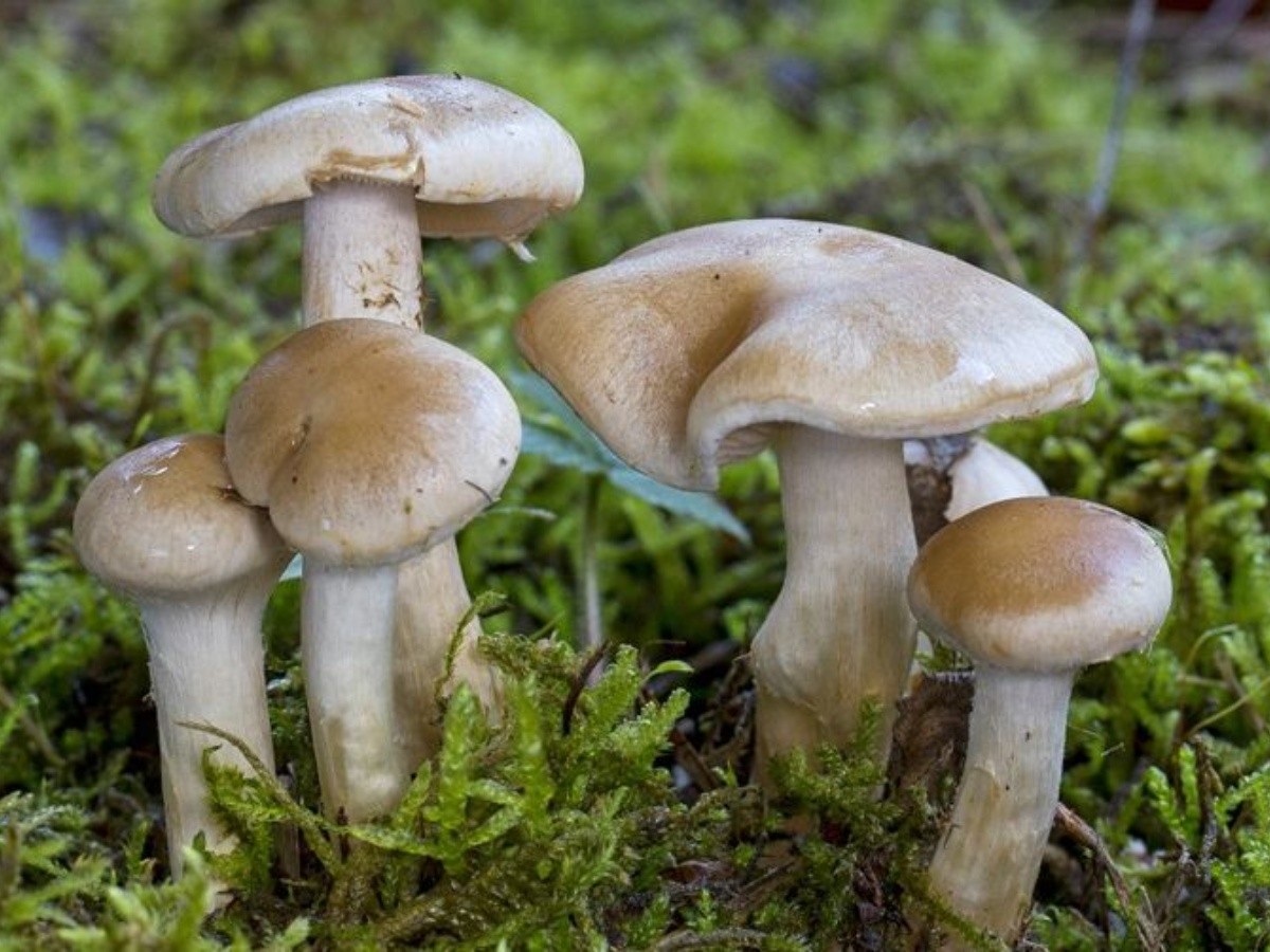 विषालु च्याउ खाँदा डोटीमा ११ जना बिरामी