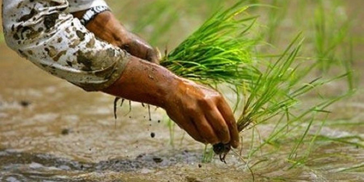 नवलपुरमा ८५ प्रतिशत धान रोपाइ सम्पन्न