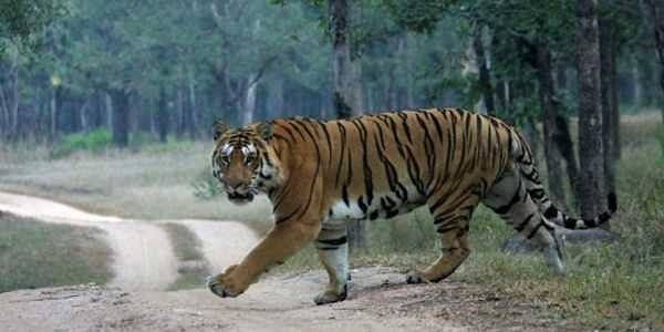 Woman goes missing in tiger attack