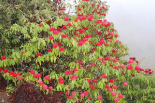 लालीगुराँसले राताम्मे टिएमजे
