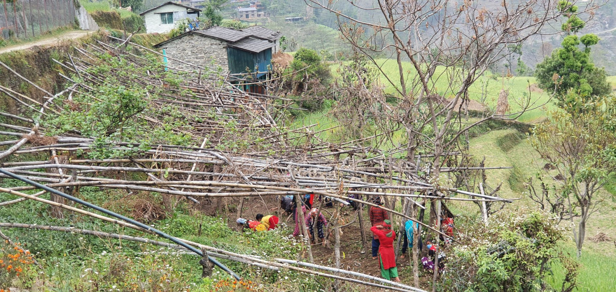 विद्यालयमा किवी खेतीसहित विद्यार्थी अध्ययन गर्दै