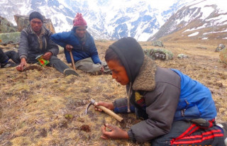 यार्सा सिजन सुरू, विद्यालय सिजन खतम