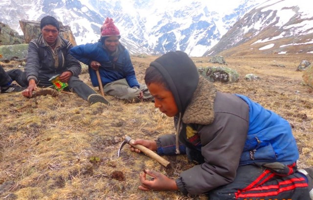 यार्सा सिजन सुरू, विद्यालय सिजन खतम