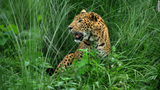 Girl injured in leopard attack