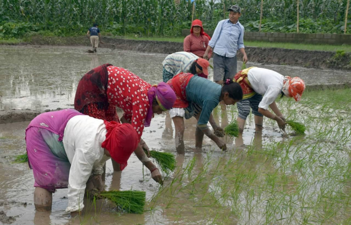 चैते धानखेती घट्दै