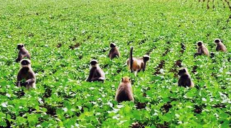बाँदर आतङ्कले किसान हैरानी : कुरुवा बस्दै बित्छ दिन