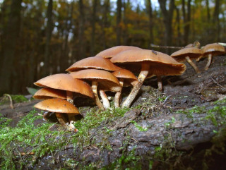 जङ्गली च्याउ खाँदा गुल्मीमा तीन जना बिरामी