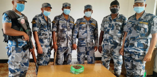 दश लाख बराबरको यार्सागुम्बा सशस्त्र प्रहरीद्वारा बरामद