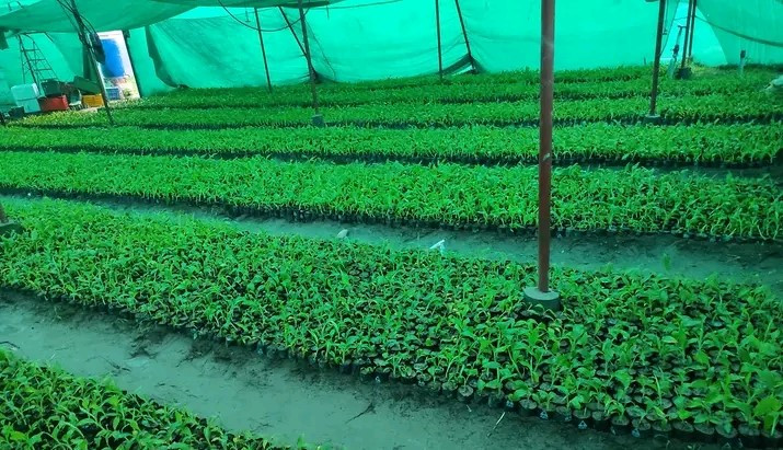 ‘टिस्यु कल्चर’ प्रविधिमा केरा किसान आकर्षित