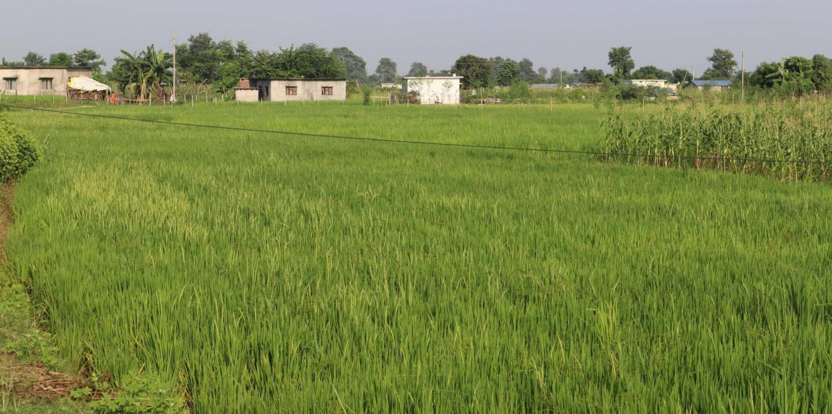 तङ्ग्रिँदै महाकालीपारिको दोधारा चाँदनी
