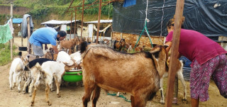 सरकारी जागिर छाडेर बाख्रापालन 