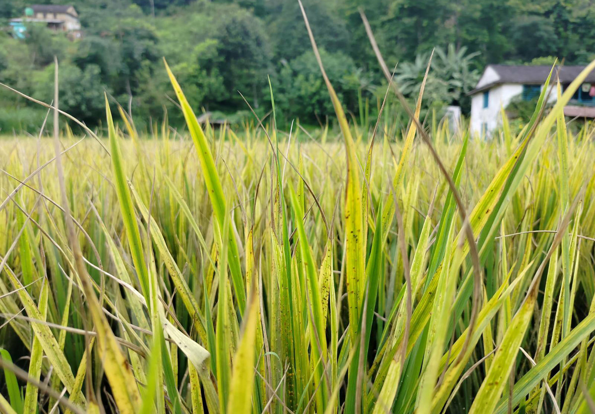 पसाउने बेलाका धानमा ‘मेली बग’ समस्या