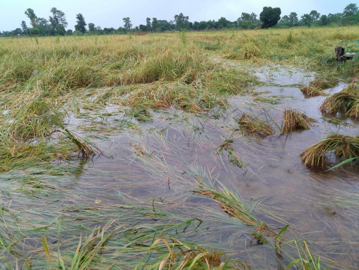 अत्यधिक वर्षाले किसानलाई नोक्सानी