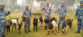 रुपन्देहीबाट २ लाख बराबरको खसीबोका बरामद