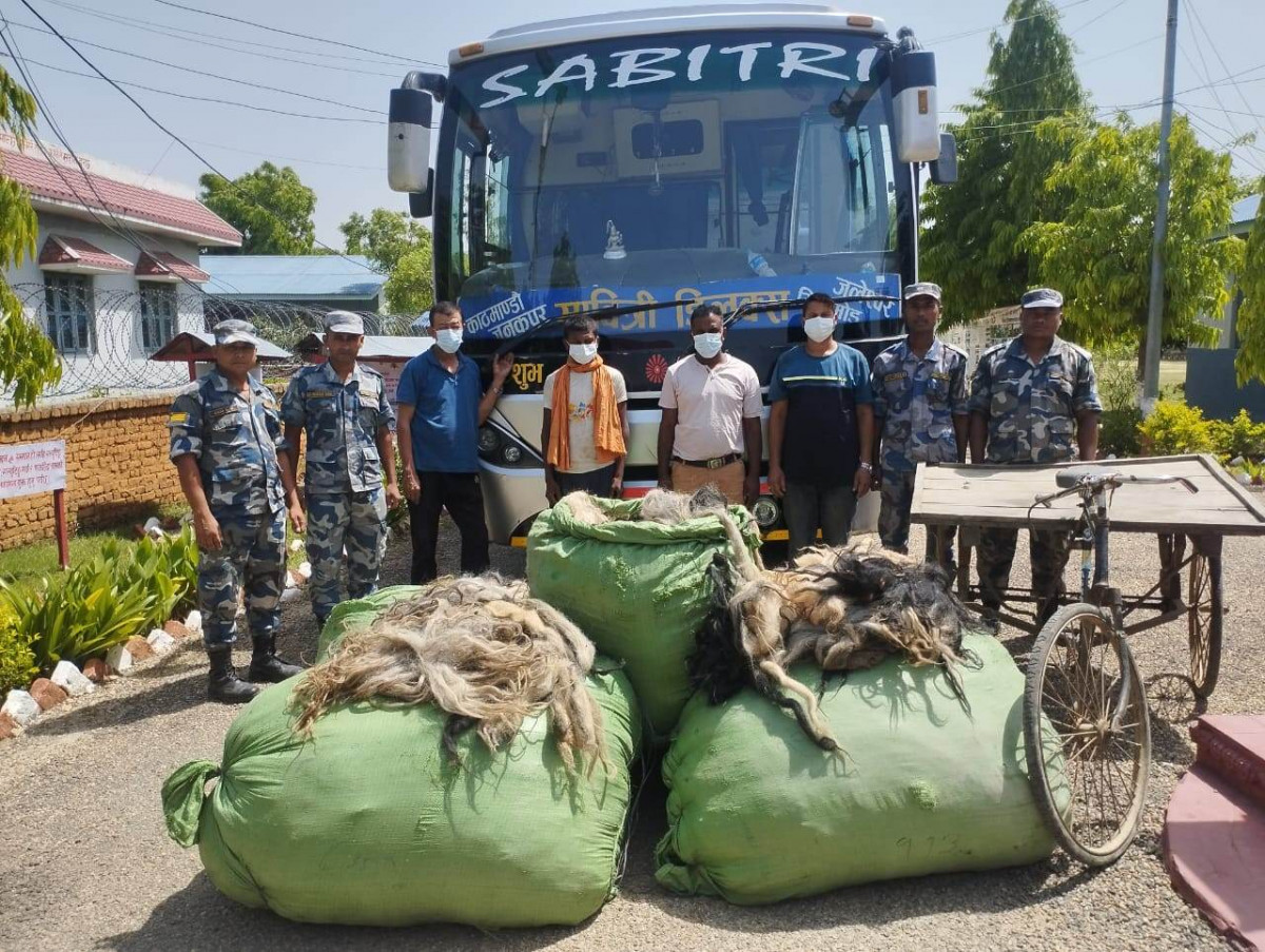 ५ सय ५६ वटा चौरी गाईको पुच्छरसहित ४ जना नियन्त्रणमा