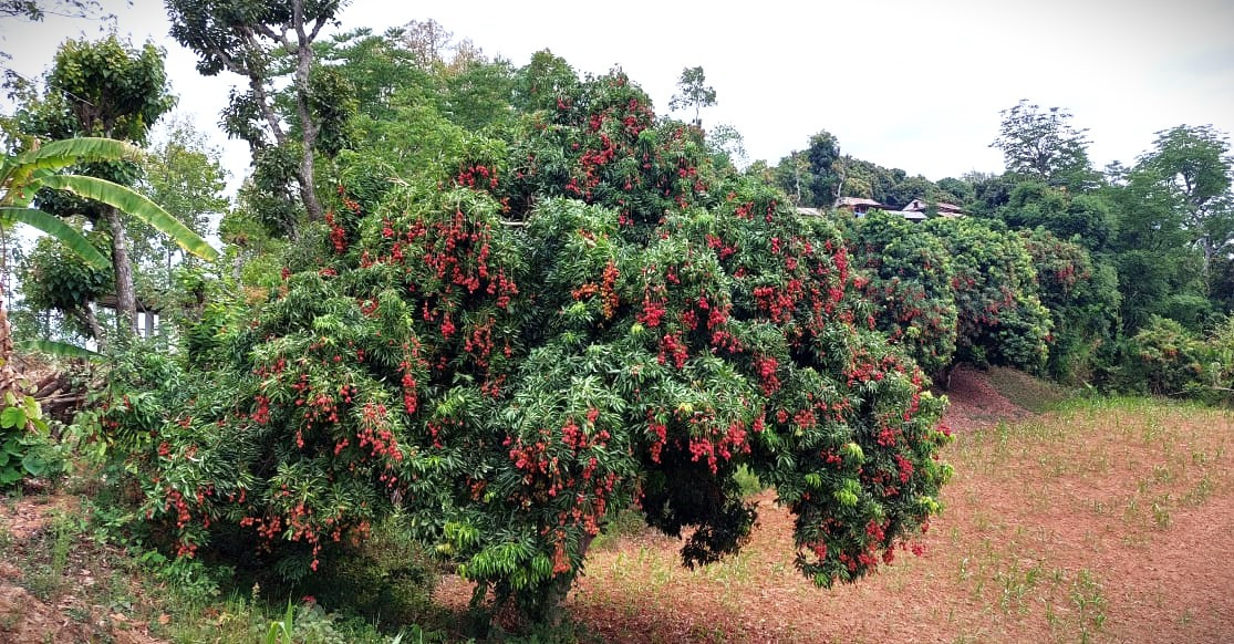 थोर्गाका कृषक व्यावसायिक लिची उत्पादनमा