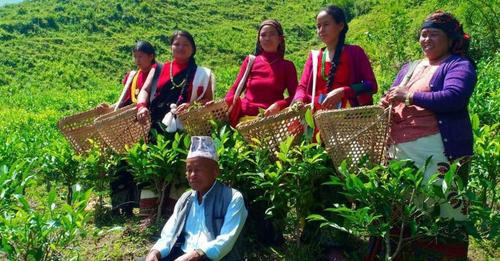 अब चिया बगान हेर्न इलाम जानु पर्दैन