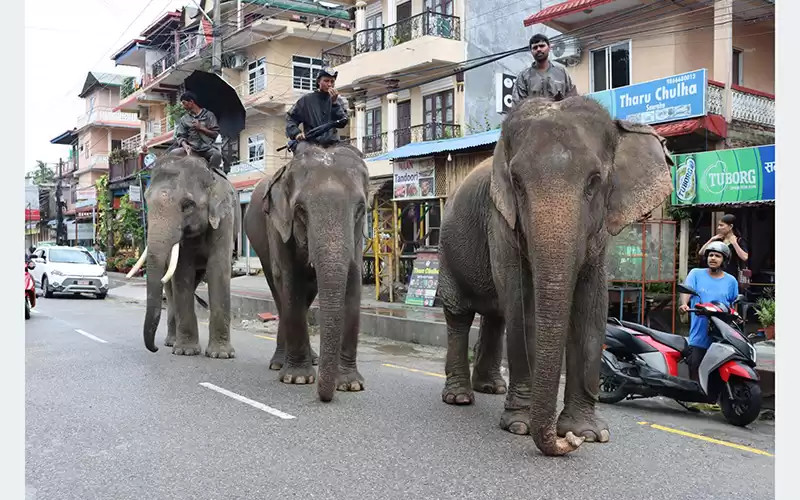 पर्यटक नहुँदा हात्ती सफारी सङ्कटमा
