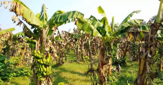 केराखेतीको केन्द्र बन्दै टीकापुर