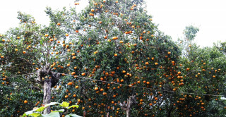 एउटै वडामा करिब तीन करोडको सुन्तला उत्पादन