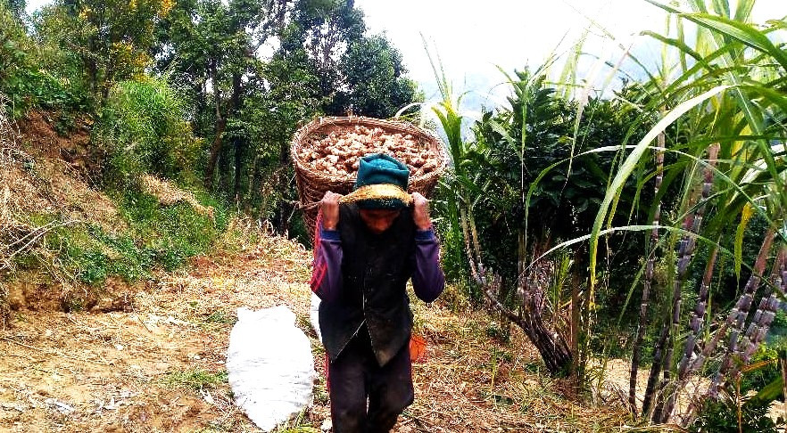 छ करोडभन्दा बढीको अदुवा गाउँबाटै बिक्री