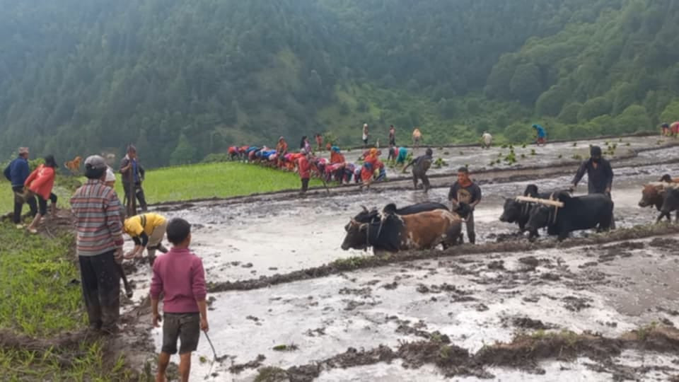 बाजुरामा धान रोपाइँ तीव्र, ८४ प्रतिशत  रोपाइँ सम्पन्न