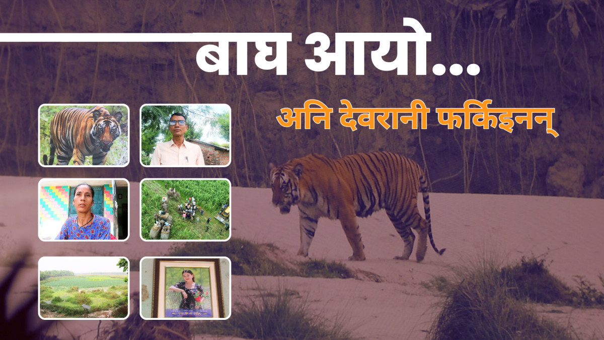 विश्व बाघ दिवसको छायाँमा गाउँलेका आँशु:सहअस्तित्वको कथामा पीडादायी घाउ