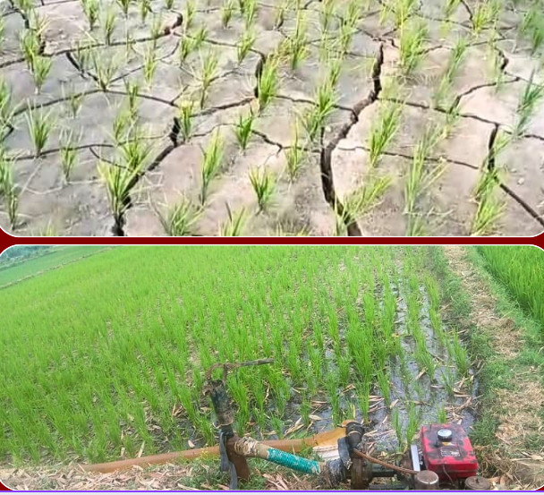 मधेशमा ५७ प्रतिशत मात्रै धान रोपाइँः खाद्य सुरक्षाको जोखिम हुन सक्ने