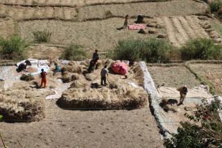 जुम्लामा मार्सी धान भित्र्याउने चटारो