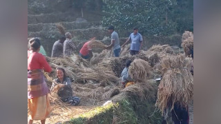 किसानलाई धान भित्र्याउने चटारो,बर्षाले १३९ मेट्रिक टन धानबाली नष्ट