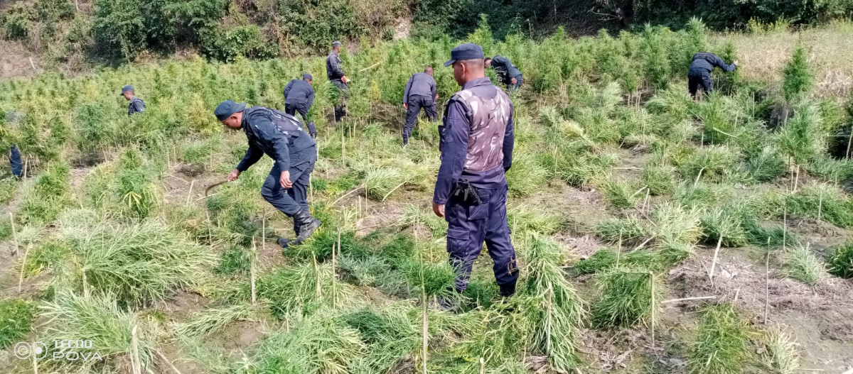 ३० विगाह क्षेत्रफलमा लगाइएको गाँजा र अफिम खेती नष्ट
