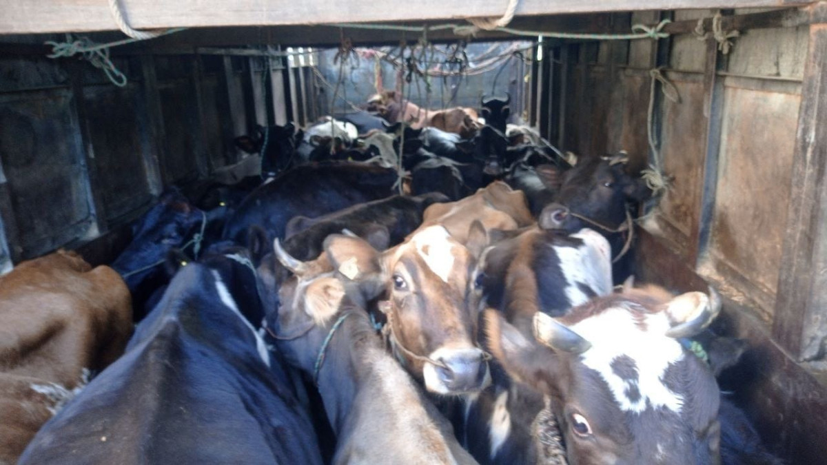 तीन महिनामै ८५ गाई–गोरु नियन्त्रण,तस्करीविरुद्ध मकवानपुर प्रहरीको कडा कारबाही