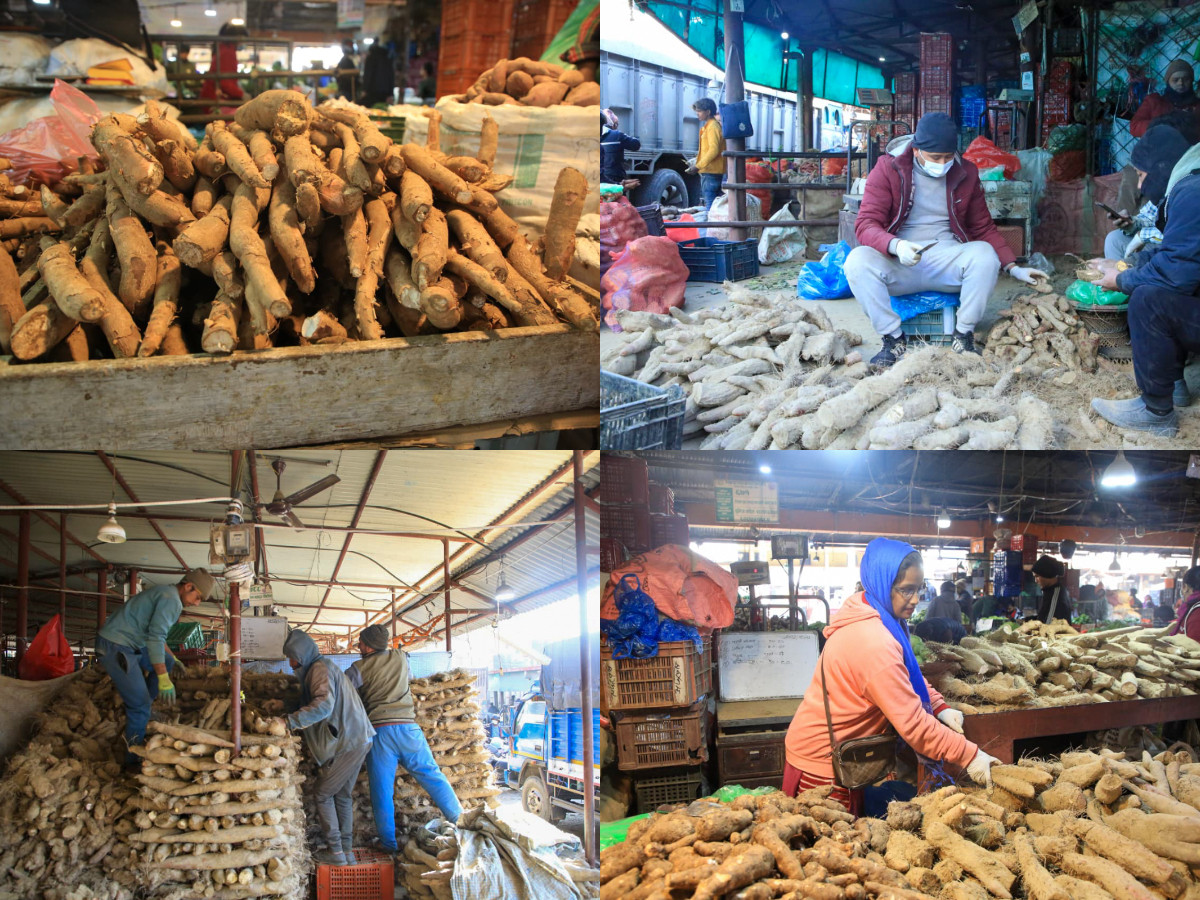 माघेसंक्रान्ति नजिकिँदै गर्दा कालीमाटीमा तरुल किनबेचको चहलपहल (तस्बिरहरू)