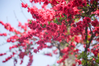 चेरी फूलले सजियो काठमाडौं (तस्बिरहरू)