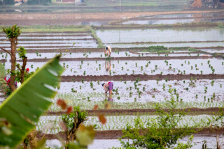 सौराहमा चैते धान रोपाइँमा व्यस्त किसान (फोटो फिचर)