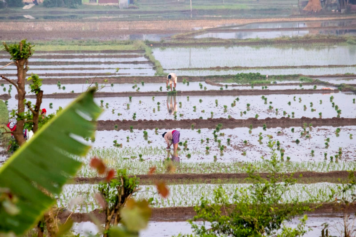 सौराहमा चैते धान रोपाइँमा व्यस्त किसान (फोटो फिचर)