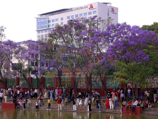 ज्याकाराण्डाको बैजनी रङले सजिएको काठमाडौं, तस्विर खिच्ने र रमाउनेहरूको भीड (तस्विरसहित)