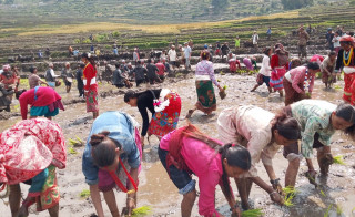 बाजुरा जिल्लाकै पहिलो बारुवा रोपाई (तस्वीरसहित)