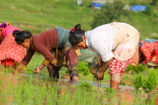 बडिखेल घ्याम्पे डाँडा आसपासमा धान रोपाइँ सुरु (तस्बिरसहित)