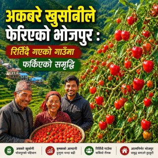 अकबरे खुर्सानीले फेरिएको भोजपुर : रित्तिँदै गएको गाउँमा फर्किएको समृद्धि