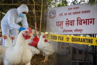 बर्ड फ्लु संक्रमण ११ जिल्लामा फैलियो, ५ लाख ६९ हजारभन्दा बढी कुखुरा नष्ट