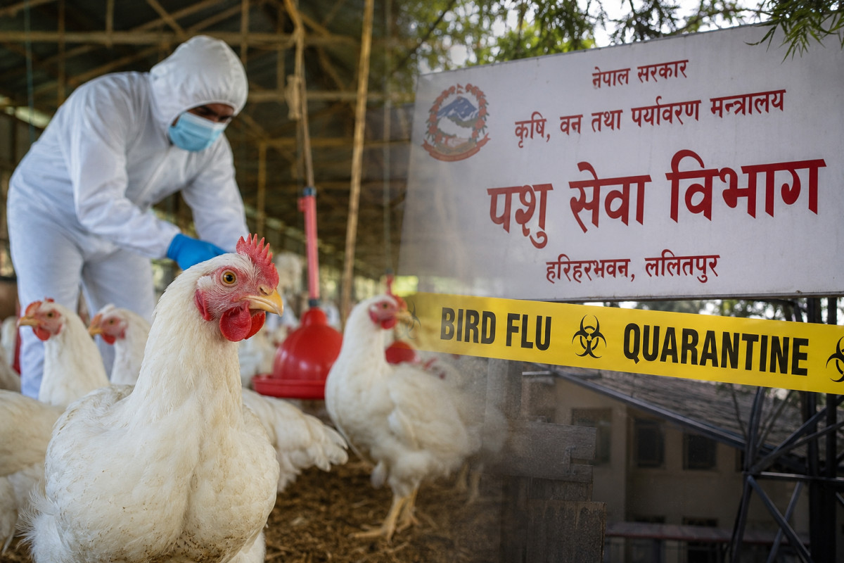 बर्ड फ्लु संक्रमण ११ जिल्लामा फैलियो, ५ लाख ६९ हजारभन्दा बढी कुखुरा नष्ट