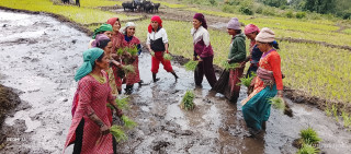 बाजुरामा असारे रोपाईँ:परम्परा, श्रम र संस्कृतिको पहिचान