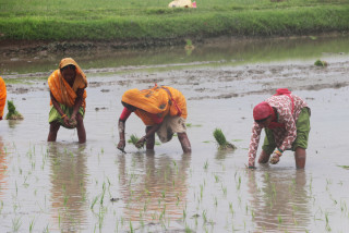 देशभर २४.९ प्रतिशत धान रोपाइँ, पर्याप्त वर्षा नहुँदा समस्या