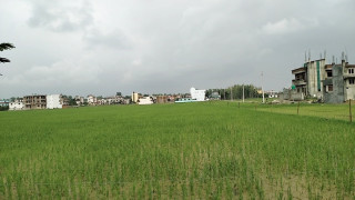 रासायनिक मलको अभावमै रोपाई गर्न बाध्य भए सूदूरपश्चिमका किसान