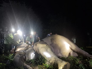 मन्त्री चौधरीको निर्देशनपछि ध्रुवे हात्तीलाई रेडियो कलर जडान, बस्तीमा आउनुअघि नै जानकारी हुने