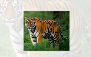 बाघको सङ्ख्या बढेर ४२९ पुग्यो; पर्सा र बाँकेमा उत्साहजनक वृद्धि, बर्दियामा घट्यो