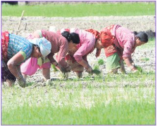 ९६ प्रतिशत सकियो धान रोपाइँ, सुदूरपश्चिममा शतप्रतिशत सम्पन्न