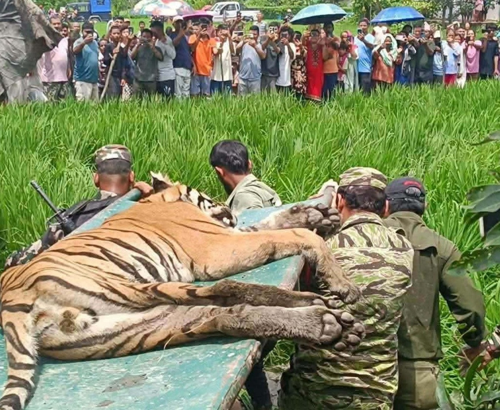 चितवनमा मानिस र गाईलाई घाइते बनाउने बाघ नियन्त्रणमा